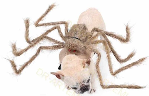 Arrachnafobia - spin outfit