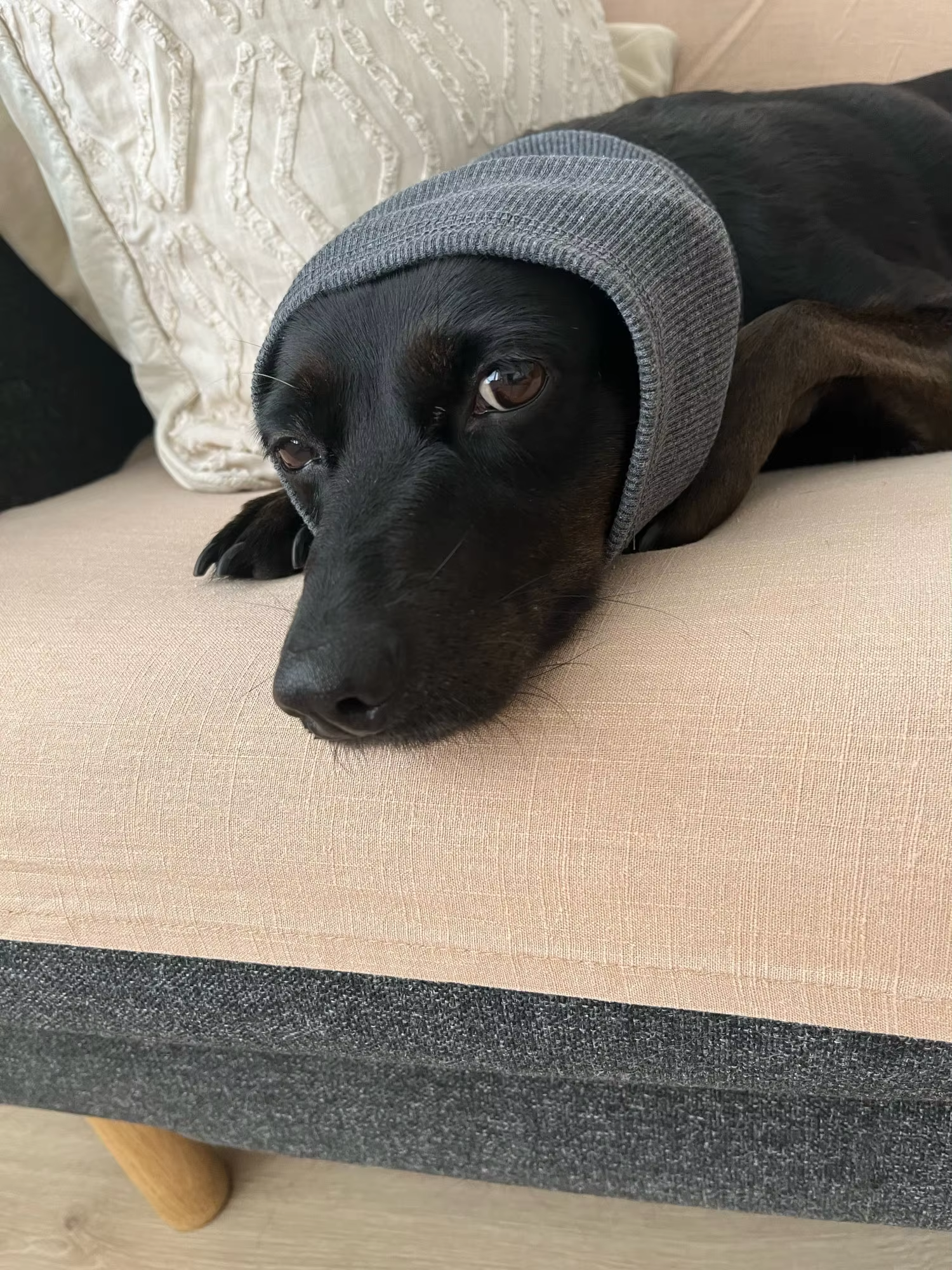 Snooze Oorbeschermers