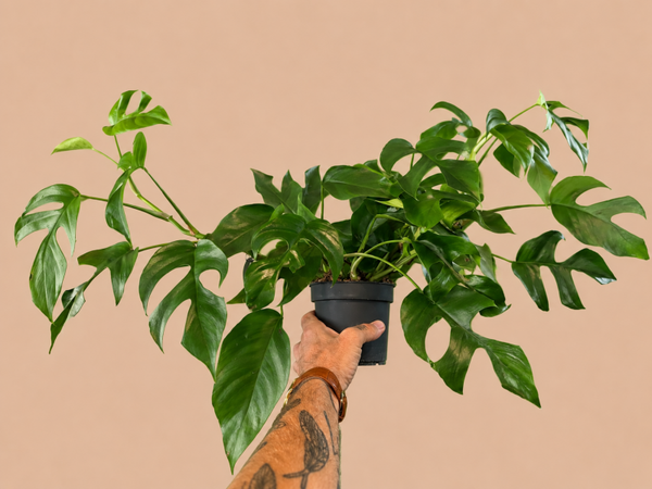 Mini monstera