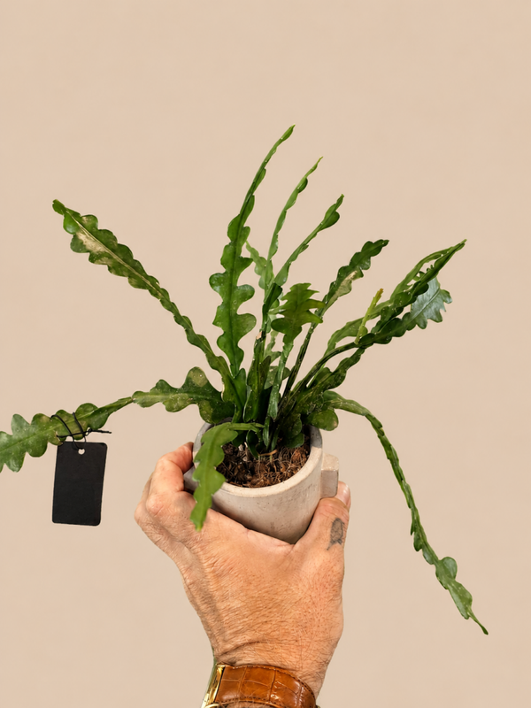 Epiphyllum Anguliger