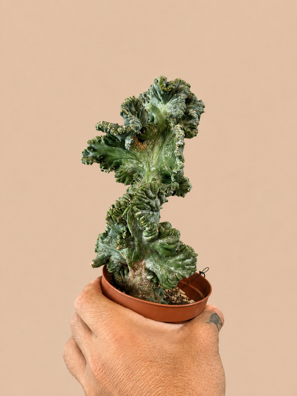 Myrtillocactus Geometrizans Cristata