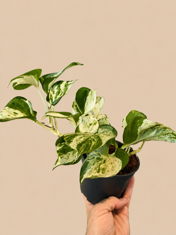 Epipremnum Marble Queen