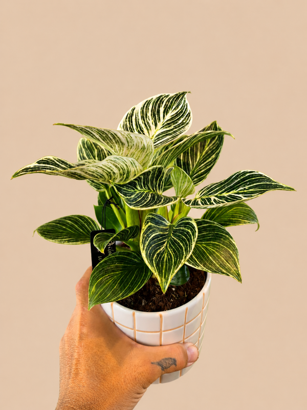 Philodendron White wave