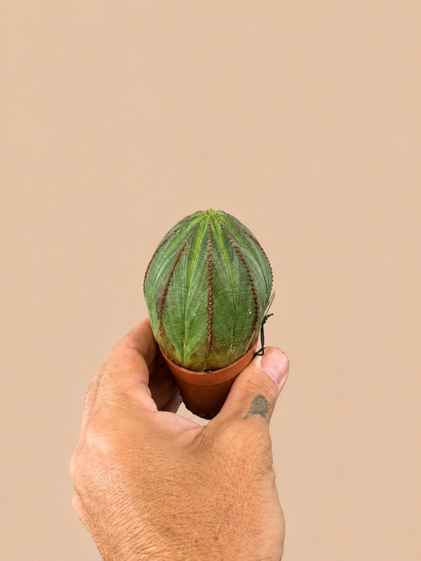 Euphorbe Obesa