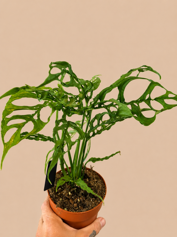 Monstera Oblica Peru