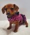 Love and Leashes Petwear