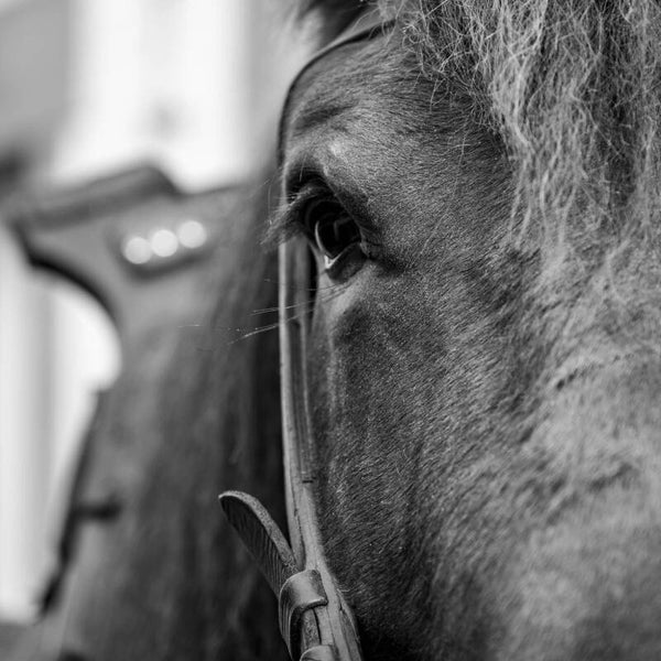 Le cheval.