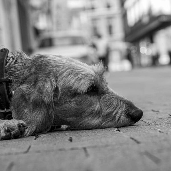 Grosse fatigue.