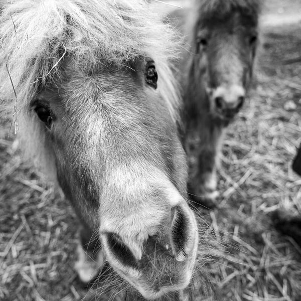 Petit poney.