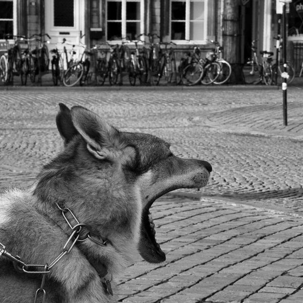 Vie de chien.