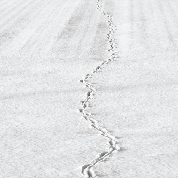 Traces.