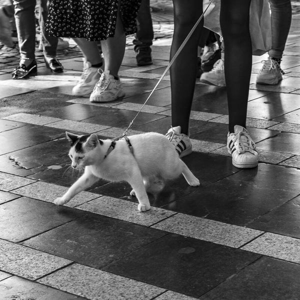 Le chat.