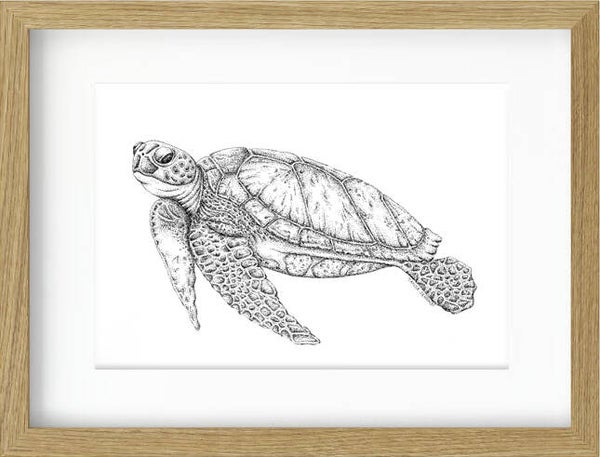 Turtle