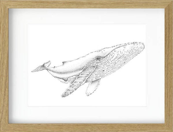 Big Whale