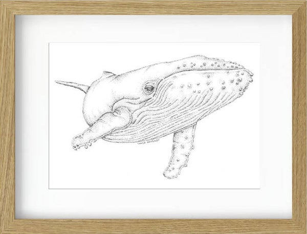 Little Whale