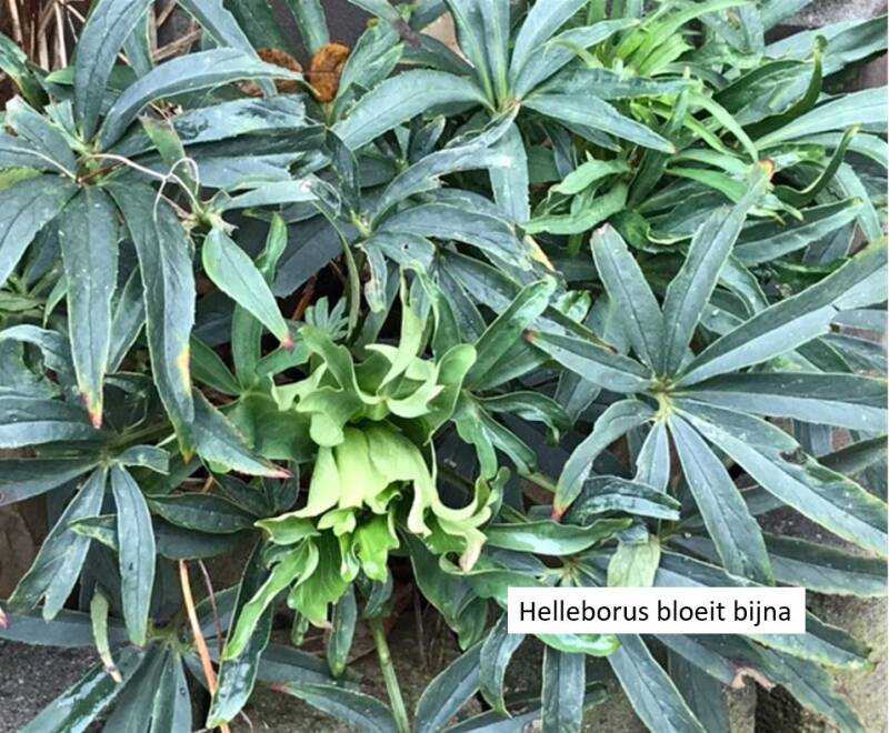 Foto Karin Bergkamp Kalimeris duurzaam tuinadvies