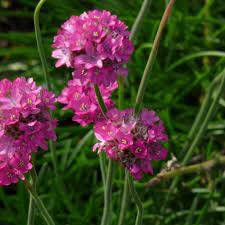 Foto voortuin Lent Karin Bergkamp Kalimeris duurzaam tuinadvies