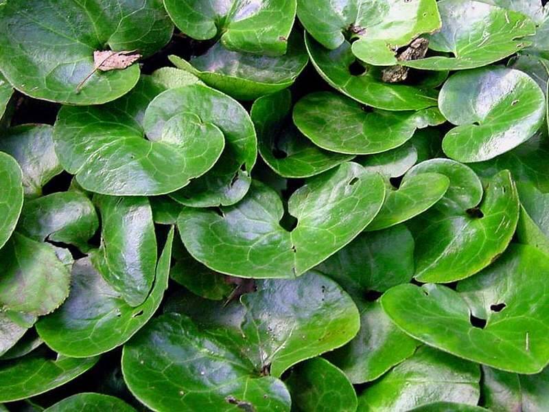 Foto Karin Bergkamp Kalimeris duurzaam tuinadvies