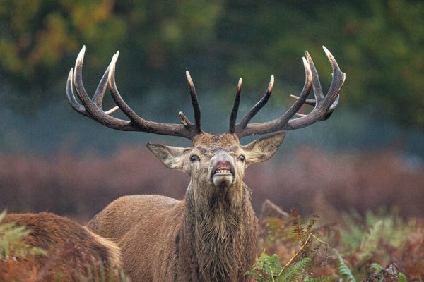 Smile for the camera