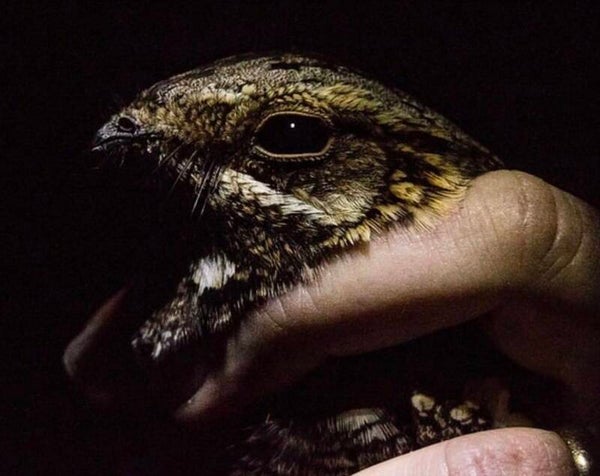 Nightjar in the hand