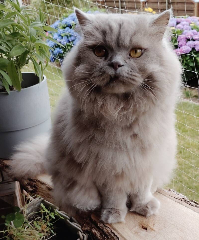 Felias