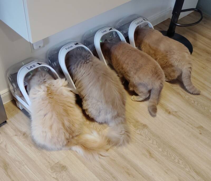 Leo, Felias, Line &amp; LouLou
