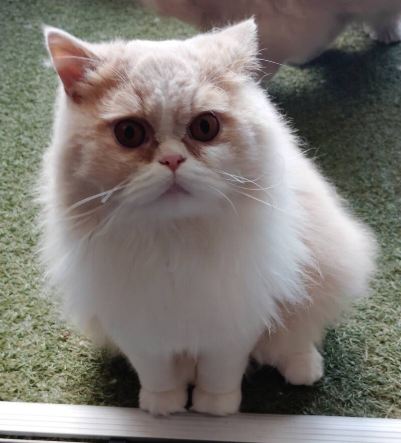 Leo