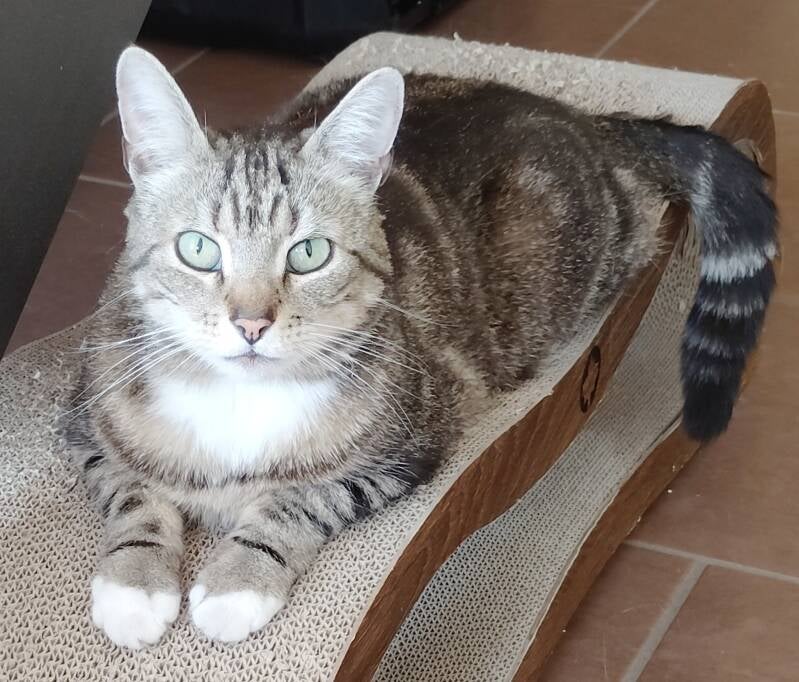Missy