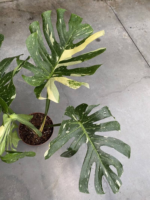 Monstera Thai Constellation *B- grade Nr6