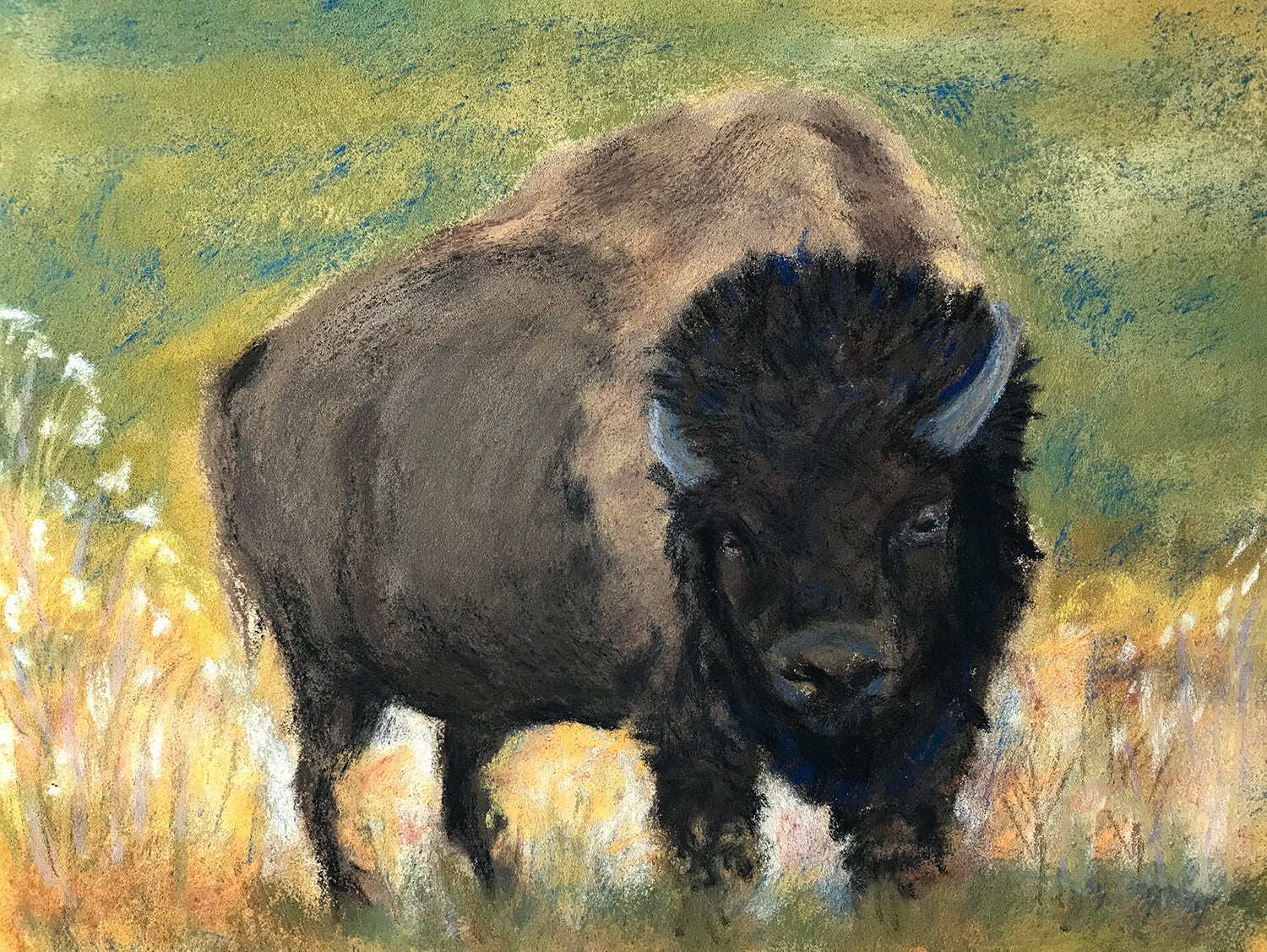 Buffalo Art Print