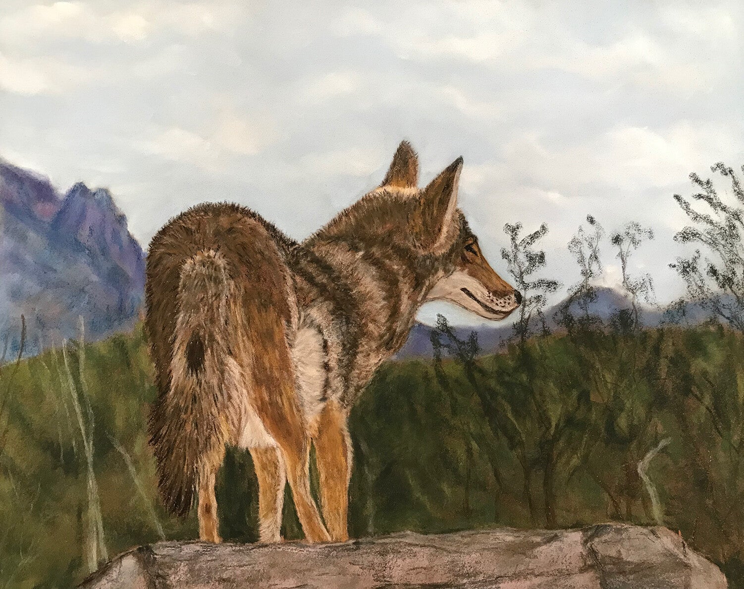 Coyote Art Print
