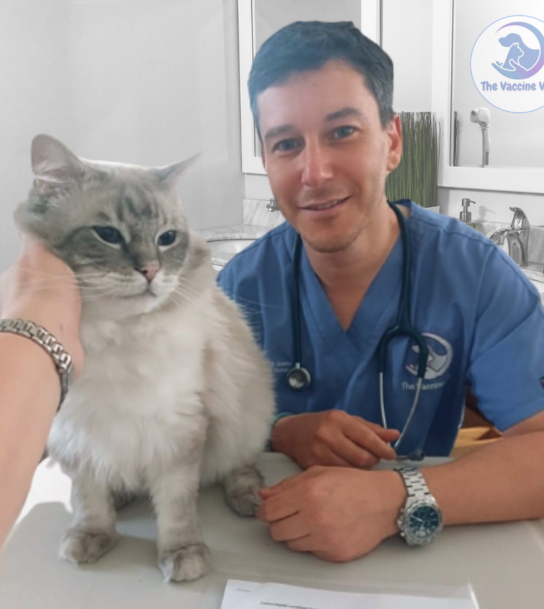 mobile vet examination of a cat at home liverpool