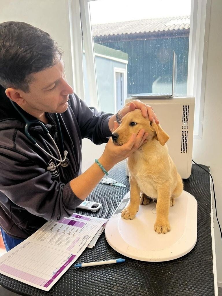 Mobile Veterinarian performing health check in a puppy liverpool