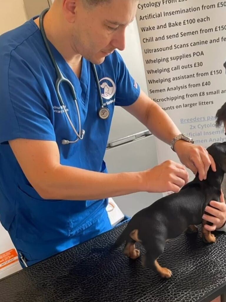 mobile vet performing microchip insertion in a puppy liverpool