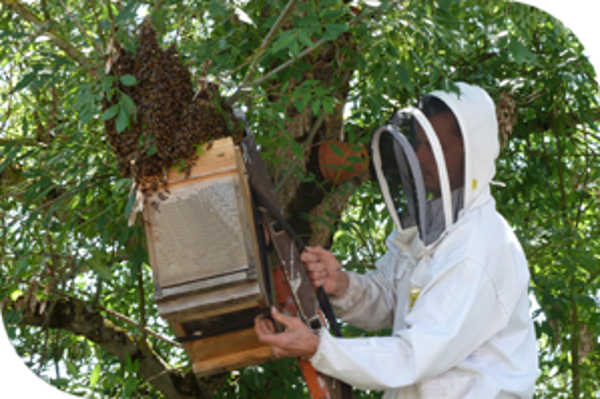 recuperation essaim abeilles
