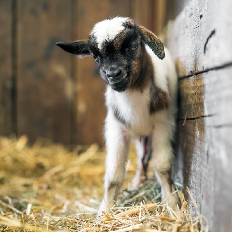 Pasgeboren dwerggeit lammetje