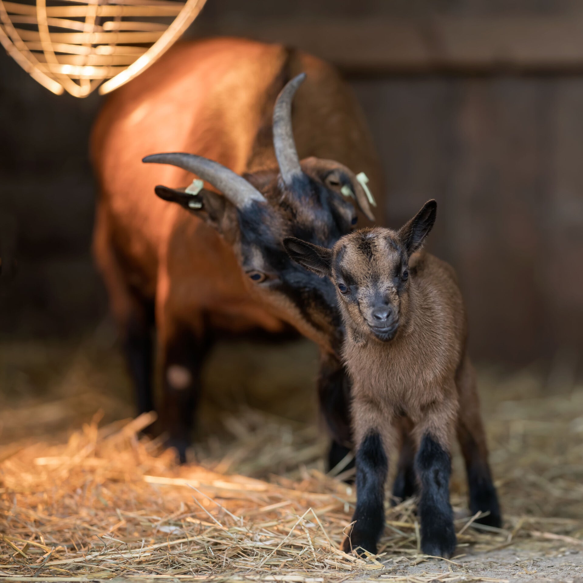 Moeder dwerggeit met lammetje