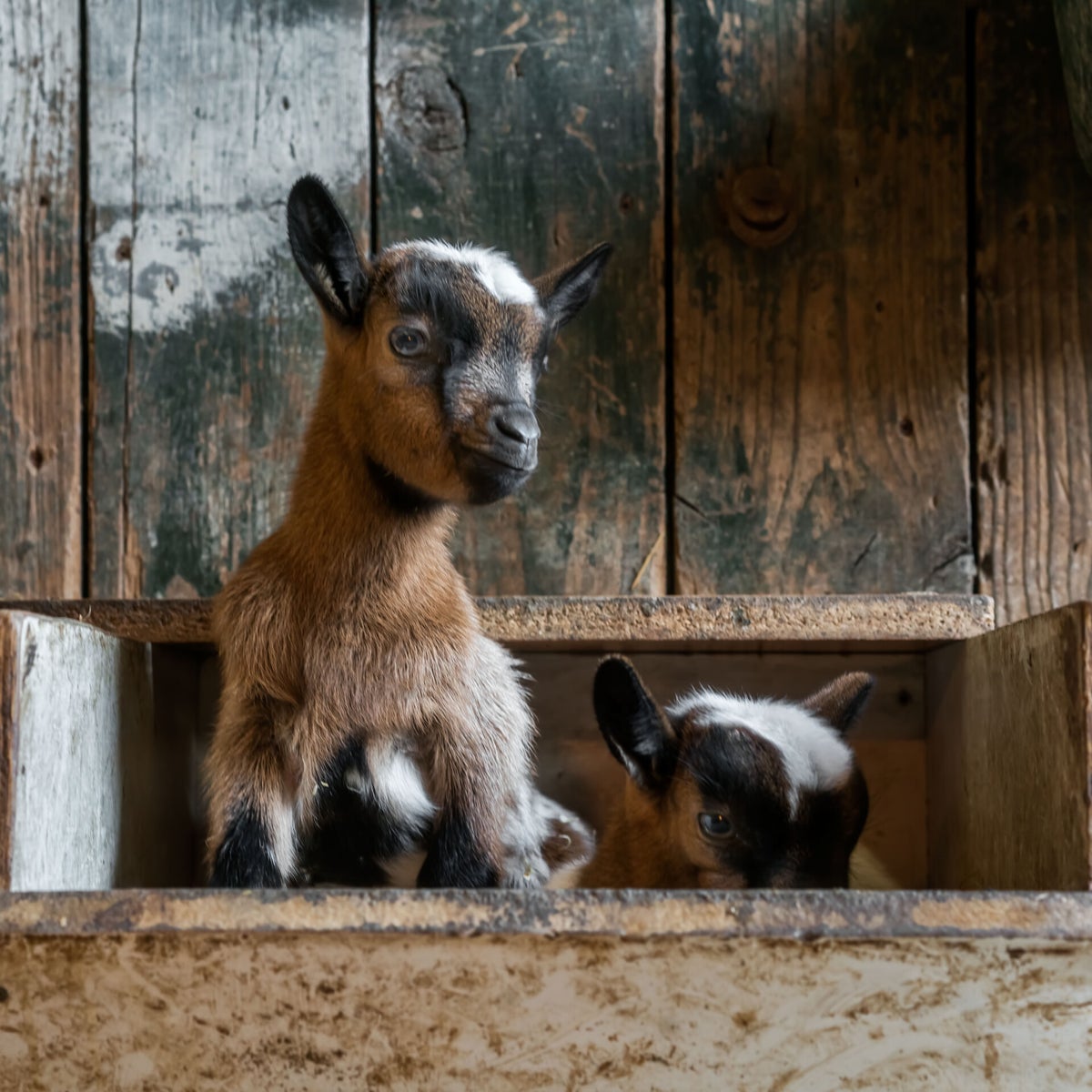 Wat is een balancer voor schapen en geiten? Uitleg en wanneer gebruiken