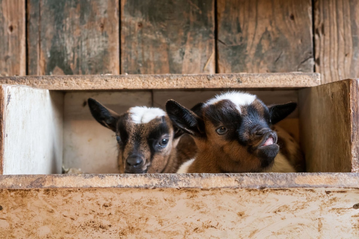 voeding-schapen-en-geiten-pens-mineralen-gezondheid-veldvoer-blog