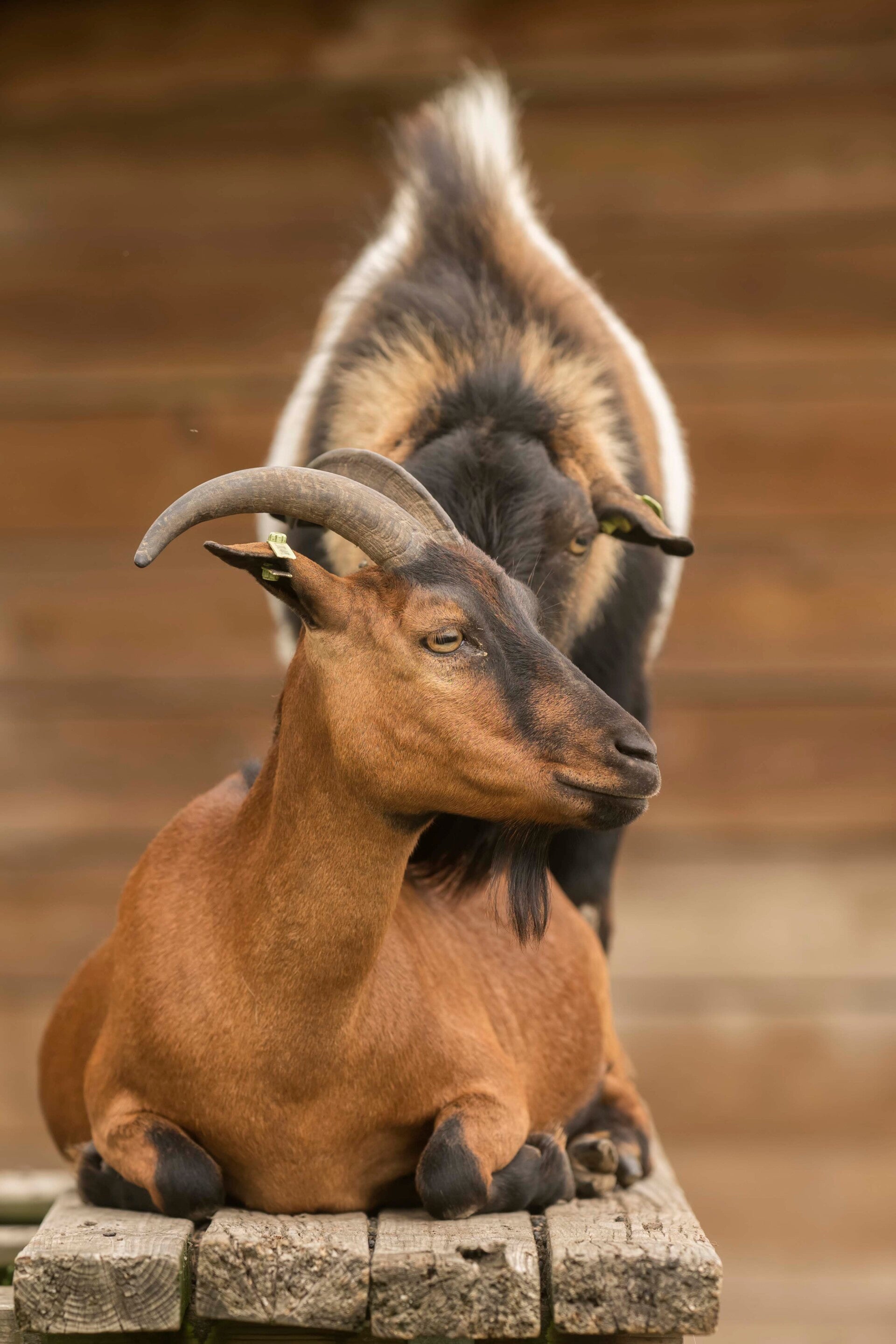 Dwerggeit ooi en dwerggeit bok op picknick tafel