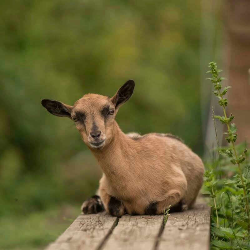 Bruine hoornloze dwerggeit