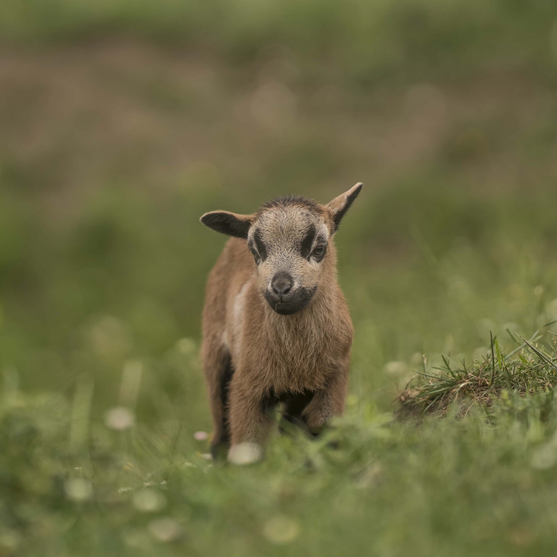 Beginnen met dieren houden