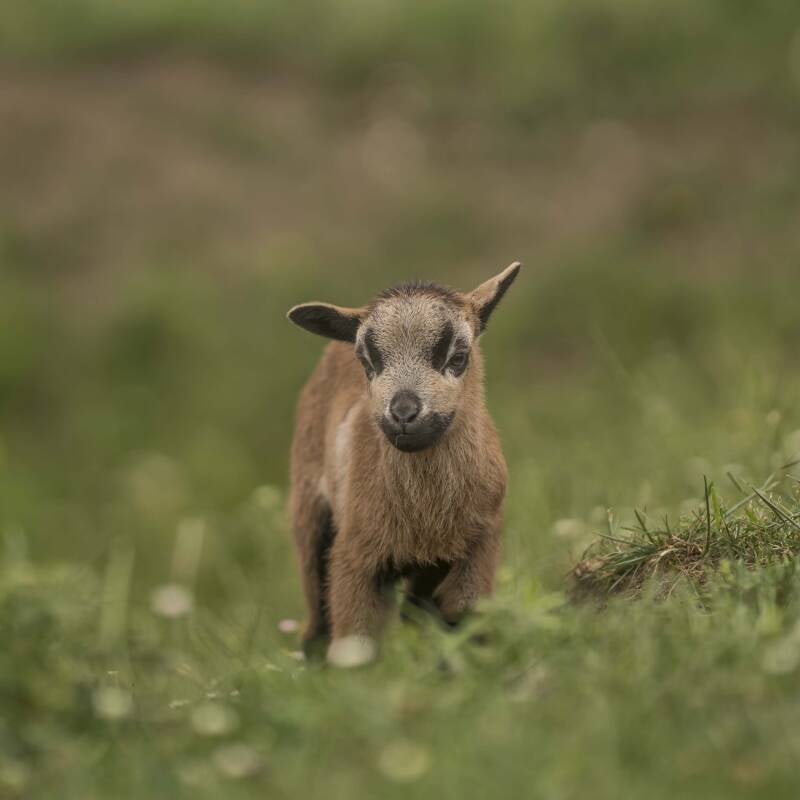Beginnen met dieren houden
