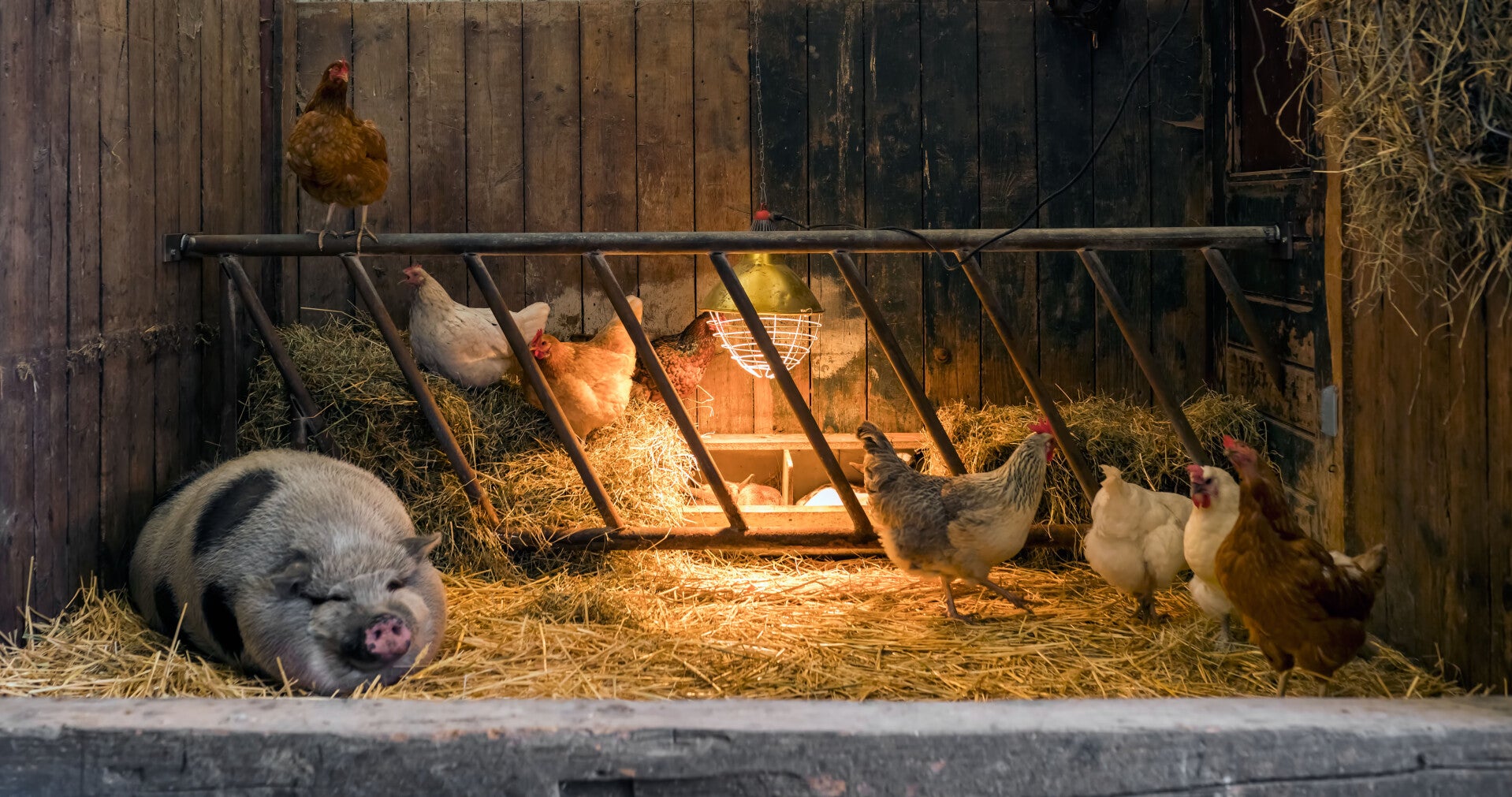 Varken, kippen en lammetjes in een rustieke stal