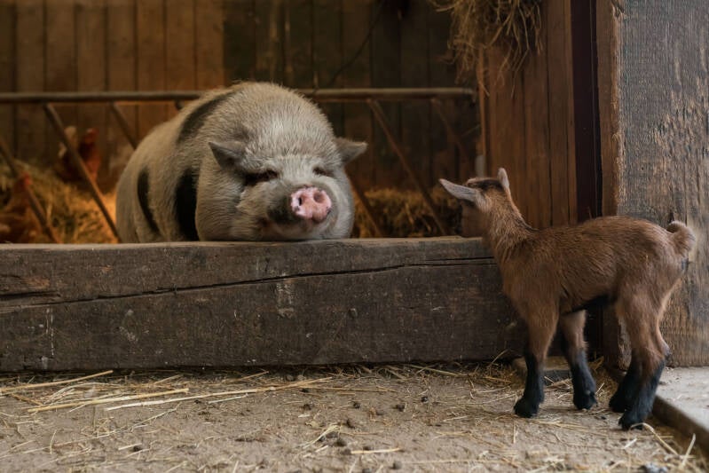 Gotinger mini varken en dwerggeit lammetje in stal
