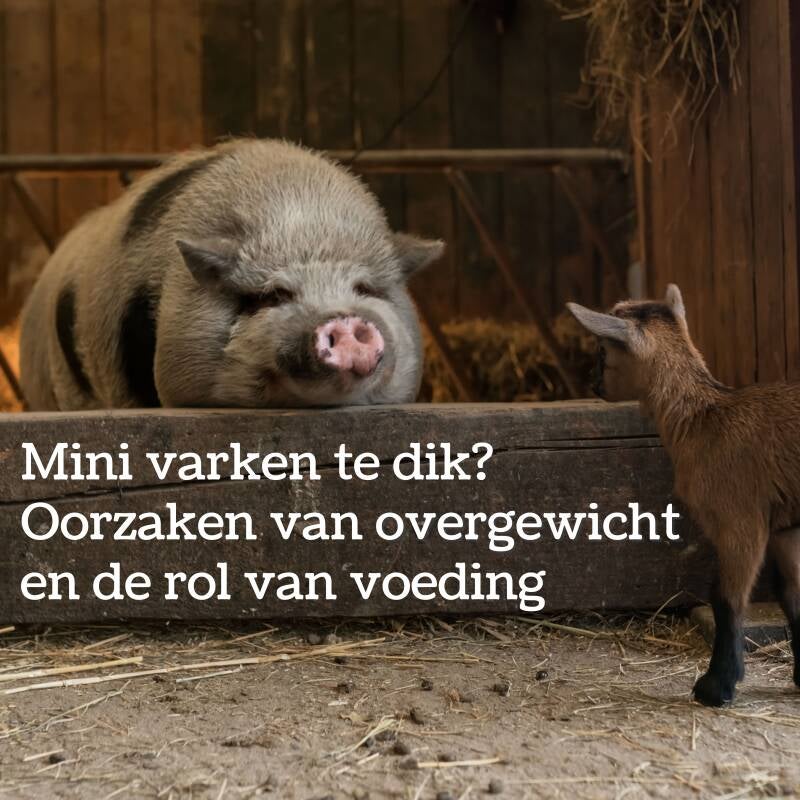 Te dik mini varken