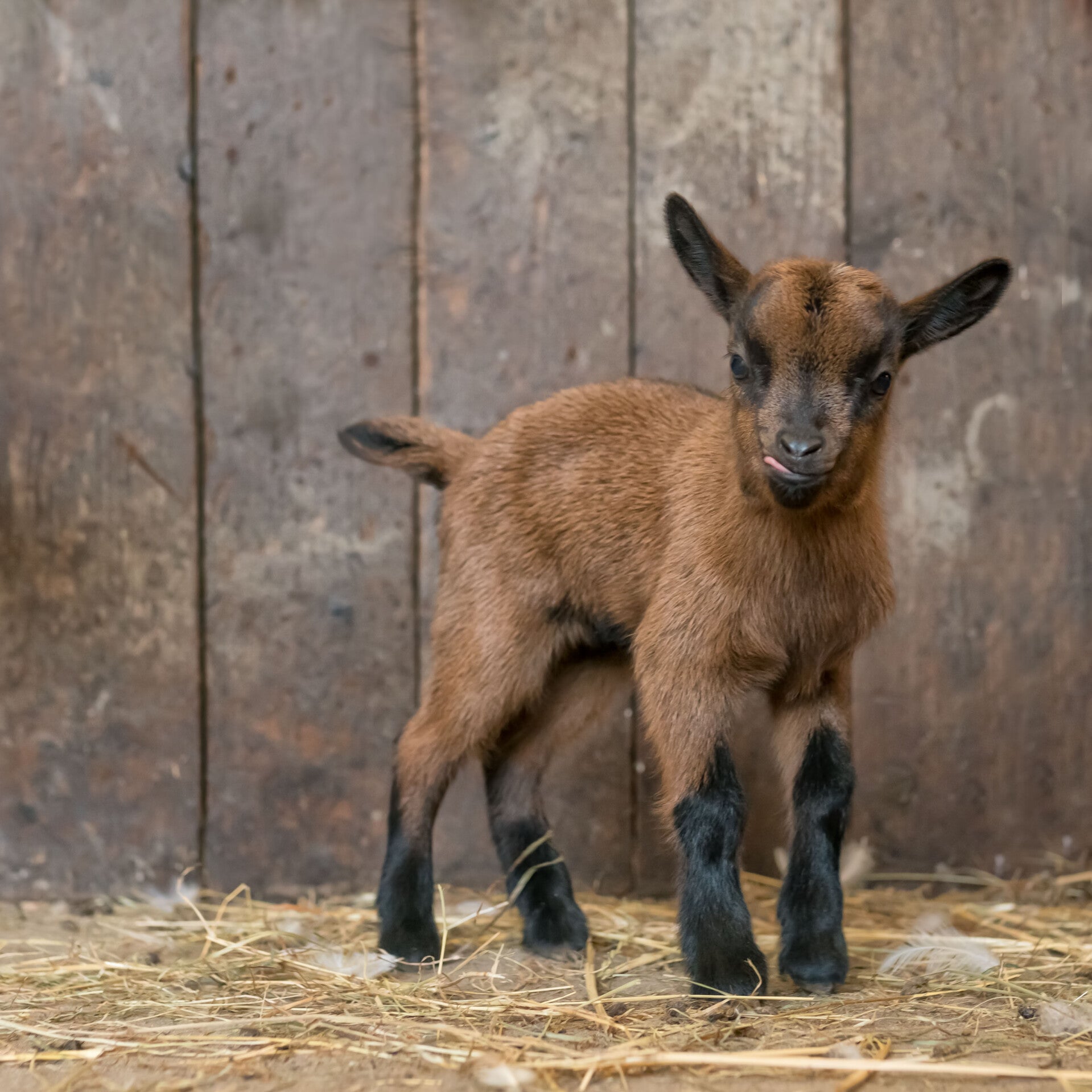 Dwerggeit lammetje in stal
