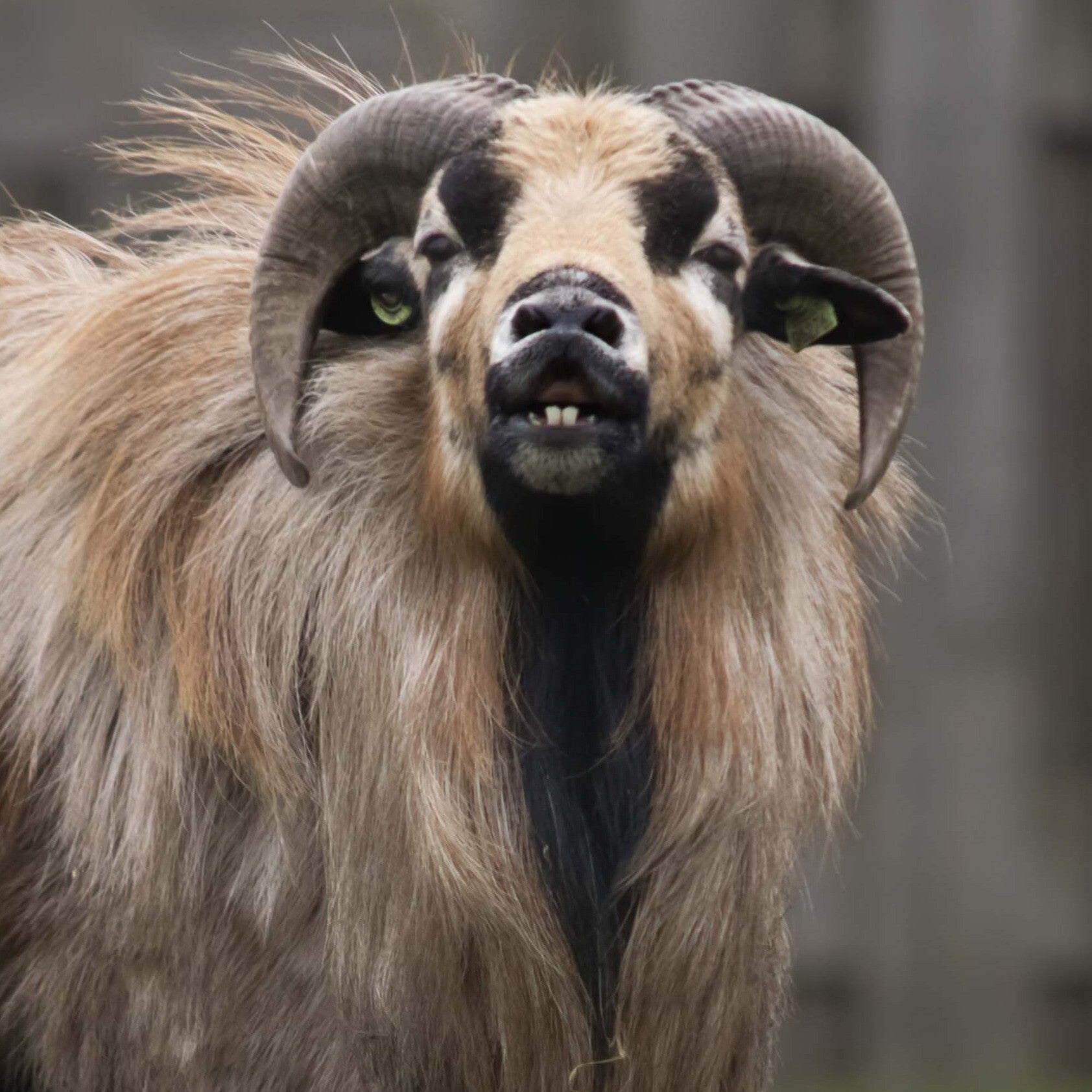Kameroen ram tandjes