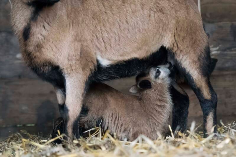 Kameroen schaap lam drinkt bij moeder