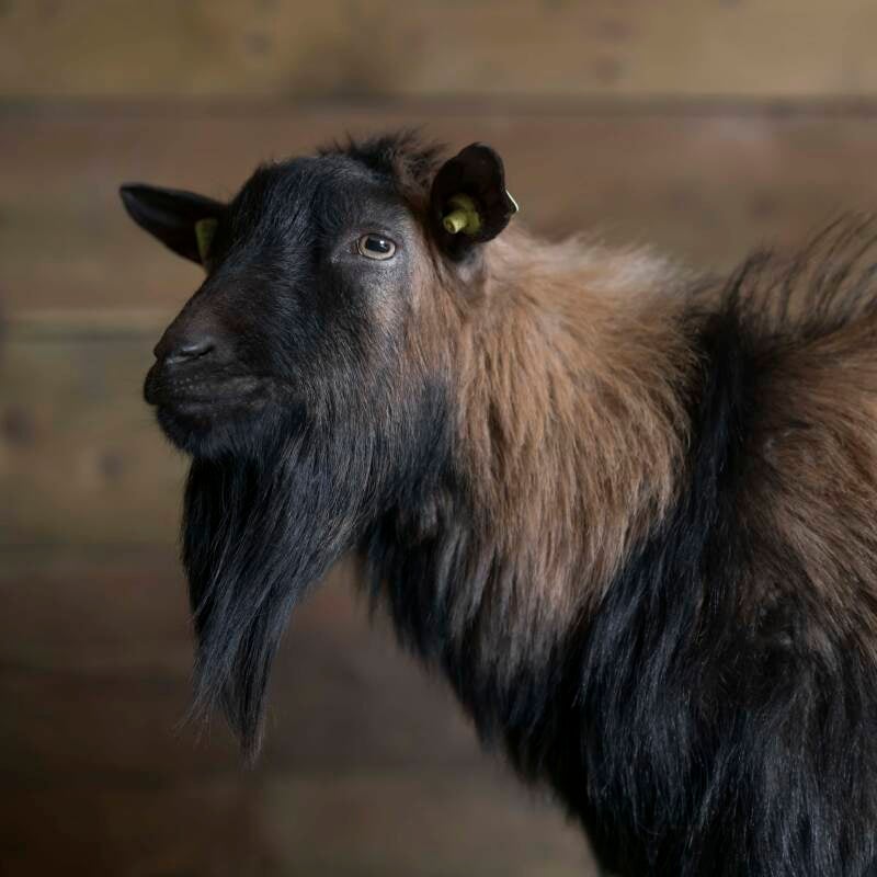 Dwerggeit bok bietenpulp blog